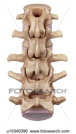 Stock Image - Human lumbar spine. Fotosearch