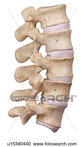 Stock Image - Human lumbar spine. Fotosearch