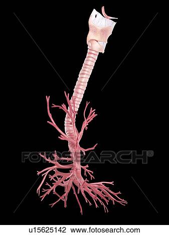 Stock Image - Human lung bronchi. Fotosearch