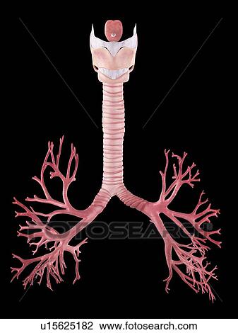 Stock Image - Human lung bronchi. Fotosearch