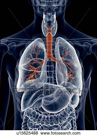 Human lung bronchi View Large Photo Image Stock Photo - Human lung bronchi. Fotosearch