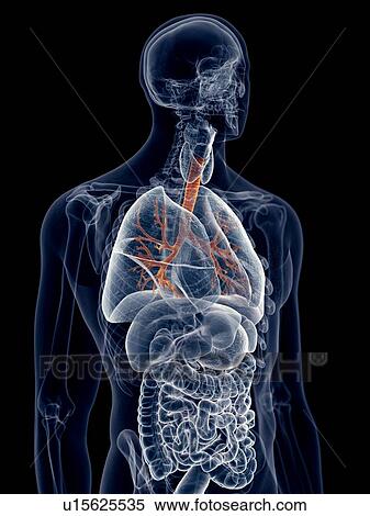 Stock Photography - Human lung bronchi. Fotosearch