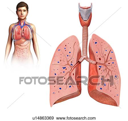 Human lungs cross-section View Large Photo Image Stock Photo - Human lungs cross-section. Fotosearch