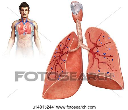 Picture - Human lungs, illustration. Fotosearch