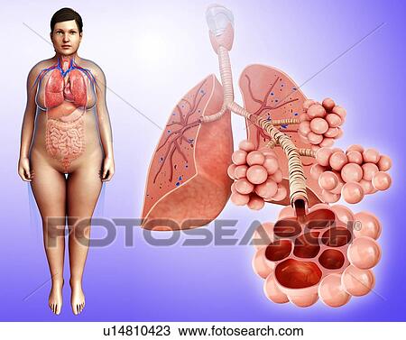 Stock Image - Human lungs, illustration. Fotosearch