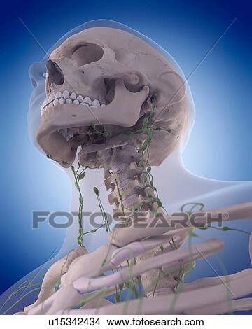 Picture - Human lymphatic system. Fotosearch