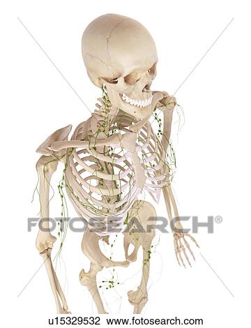 Human lymphatic system View Large Photo Image Stock Image - Human lymphatic system. Fotosearch