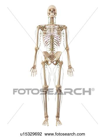 Stock Image - Human lymphatic system. Fotosearch
