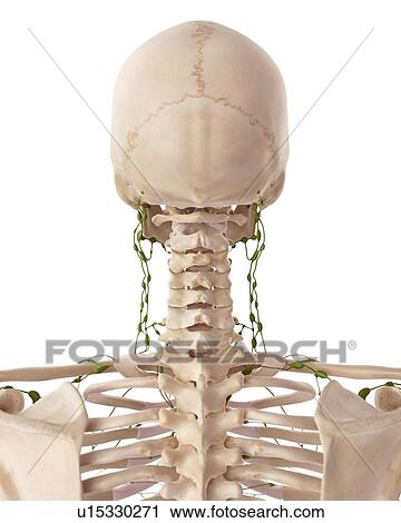 Human lymphatic system View Large Photo Image Stock Image - Human lymphatic system. Fotosearch