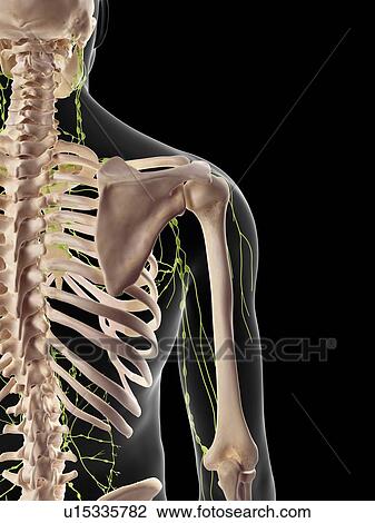 Human lymphatic system View Large Photo Image Stock Image - Human lymphatic system. Fotosearch