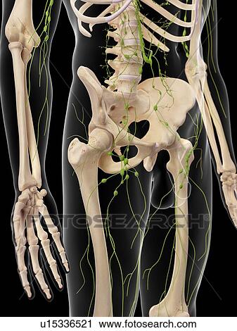 Stock Image - Human lymphatic system. Fotosearch