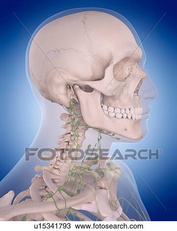 Stock Image - Human lymphatic system. Fotosearch