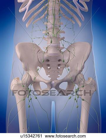 Human lymphatic system View Large Photo Image Stock Image - Human lymphatic system. Fotosearch
