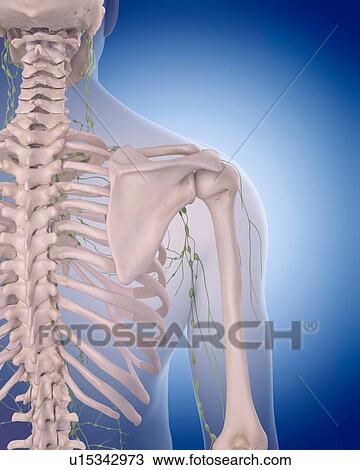 Stock Image - Human lymphatic system. Fotosearch