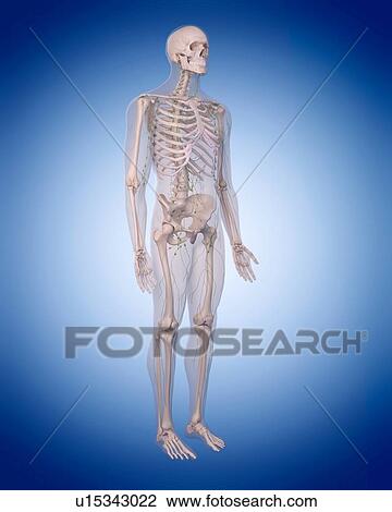 Human lymphatic system View Large Photo Image Stock Image - Human lymphatic system. Fotosearch