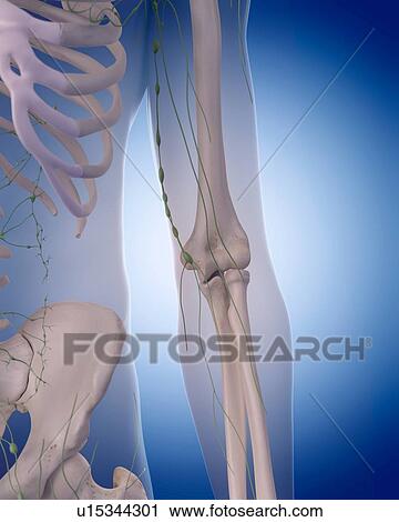 Stock Image - Human lymphatic system. Fotosearch