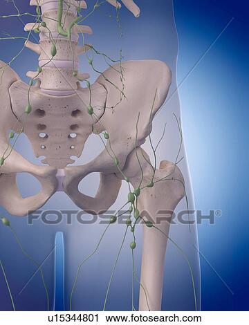 Human lymphatic system View Large Photo Image Stock Image - Human lymphatic system. Fotosearch