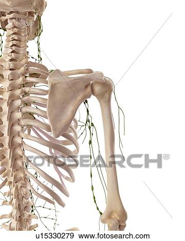 Stock Photo - Human lymphatic system. Fotosearch