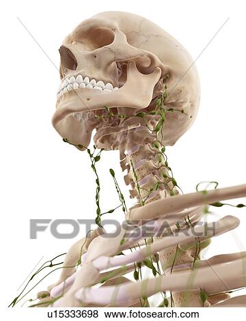 Human lymphatic system View Large Photo Image Stock Photo - Human lymphatic system. Fotosearch