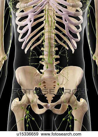 Stock Photo - Human lymphatic system. Fotosearch