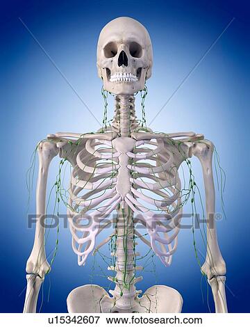 Stock Photo - Human lymphatic system. Fotosearch