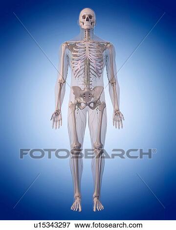 Human lymphatic system View Large Photo Image Stock Photo - Human lymphatic system. Fotosearch