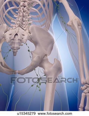 Stock Photo - Human lymphatic system. Fotosearch