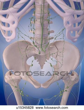Stock Photo - Human lymphatic system. Fotosearch