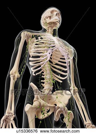 Stock Photograph - Human lymphatic system. Fotosearch