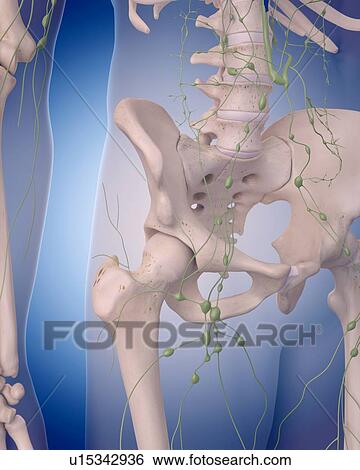 Human lymphatic system View Large Photo Image Stock Photograph - Human lymphatic system. Fotosearch
