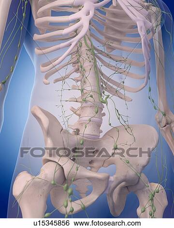 Stock Photograph - Human lymphatic system. Fotosearch