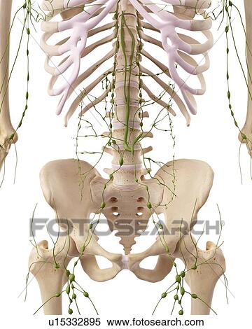 Human lymphatic system View Large Photo Image Stock Photography - Human lymphatic system. Fotosearch