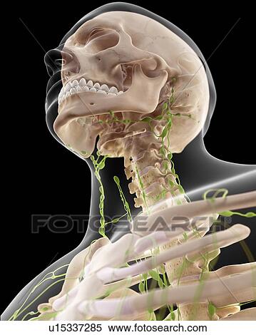 Stock Photography - Human lymphatic system. Fotosearch