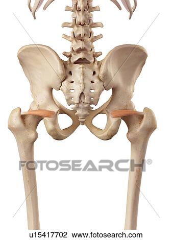 Stock Image - Human muscle. Fotosearch