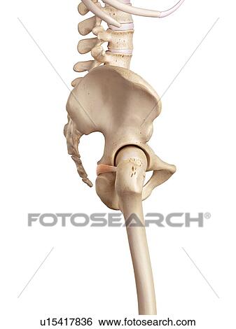 Human muscle View Large Photo Image Stock Photograph - Human muscle. Fotosearch