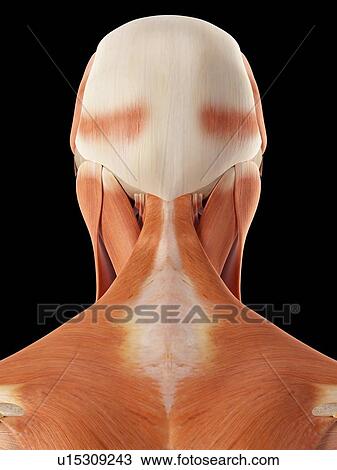 Stock Image - Human muscles of head and neck. Fotosearch