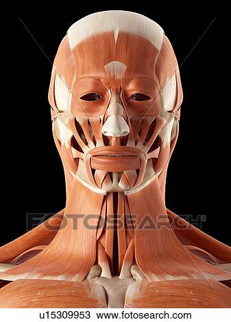 Stock Image - Human muscles of head and neck. Fotosearch