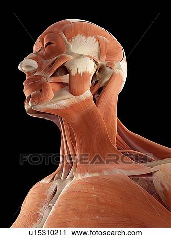 Stock Image - Human muscles of head and neck. Fotosearch