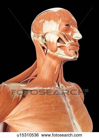 Stock Photograph - Human muscles of head and neck. Fotosearch