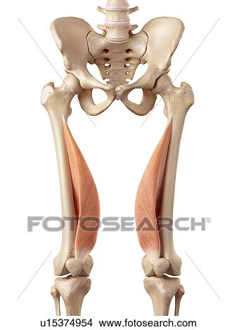 Human muscles of leg View Large Photo Image Picture - Human muscles of leg. Fotosearch