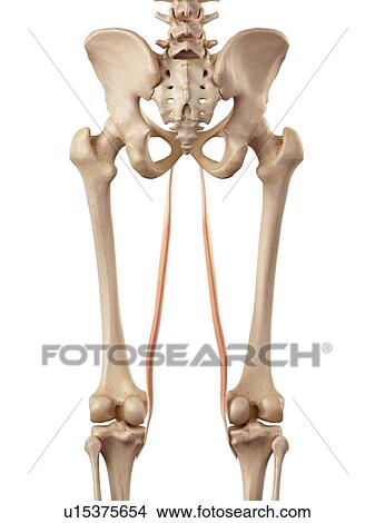 Picture - Human muscles of leg. Fotosearch