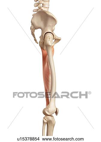 Picture - Human muscles of leg. Fotosearch