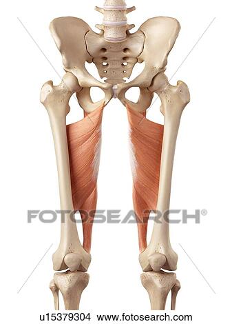 Picture - Human muscles of leg. Fotosearch