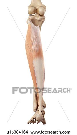 Human muscles of leg View Large Photo Image Picture - Human muscles of leg. Fotosearch