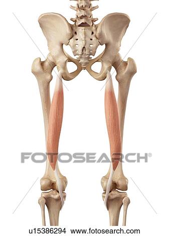 Human muscles of leg View Large Photo Image Picture - Human muscles of leg. Fotosearch