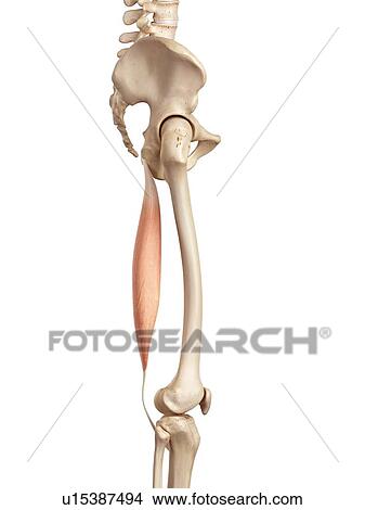 Human muscles of leg View Large Photo Image Picture - Human muscles of leg. Fotosearch