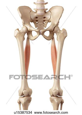 Human muscles of leg View Large Photo Image Picture - Human muscles of leg. Fotosearch