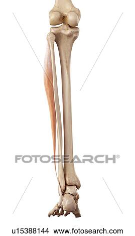 Human muscles of leg View Large Photo Image Picture - Human muscles of leg. Fotosearch