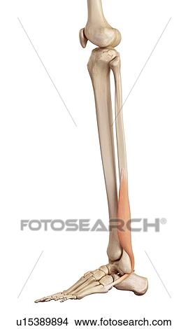Human muscles of leg View Large Photo Image Picture - Human muscles of leg. Fotosearch