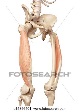 Human muscles of leg View Large Photo Image Stock Image - Human muscles of leg. Fotosearch